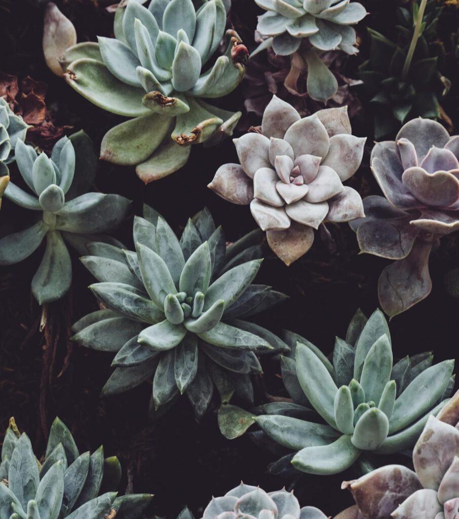 MY AESTHETICS - Your Beauty, Our Passion